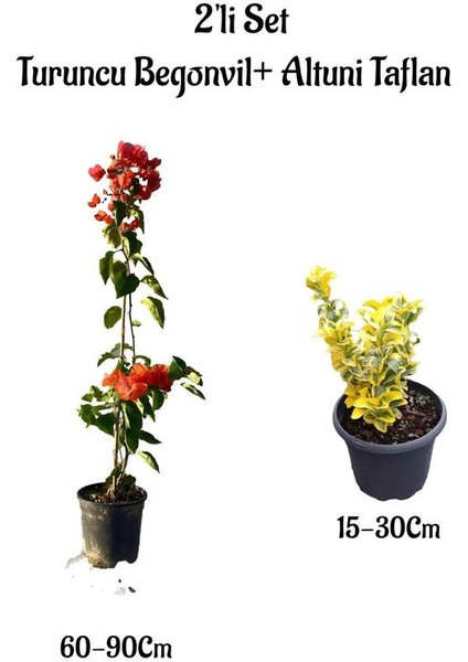 Turuncu Renk Begonvil Sarmaşığı+Altuni Taflan Çit Bitkisi 2'li Set Bahçe Bitksi