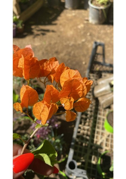 Turuncu Renk Begonvil Sarmaşığı+Altuni Taflan Çit Bitkisi 2'li Set Bahçe Bitksi indirimleri