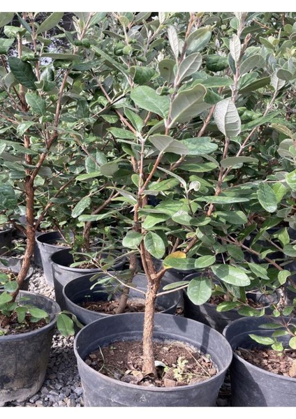 Kaymak Ağacı Feijoa Bitkisi 1 Adet Saksılı/tüplü 45-85CM Dış Mekan Bitkisi