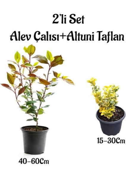 Alev Çalısı Fidanı+Altuni Taflan 2'li Çit Bitki Seti Dış Mekan Bitkileri