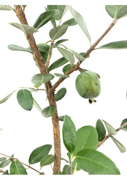 Kaymak Ağacı Feijoa Bitkisi Fidanı1 Adet Saksılı/tüplü 40-90CM Bahçe Bitkisi