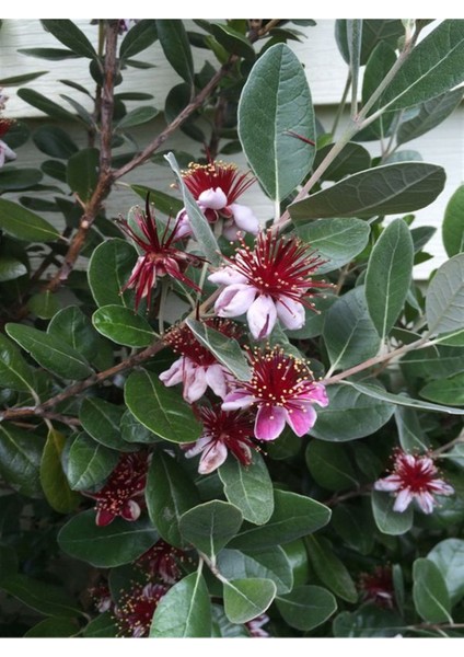 Kaymak Ağacı Feijoa Bitkisi Fidanı1 Adet Saksılı/tüplü 40-90CM Bahçe Bitkisi modelleri