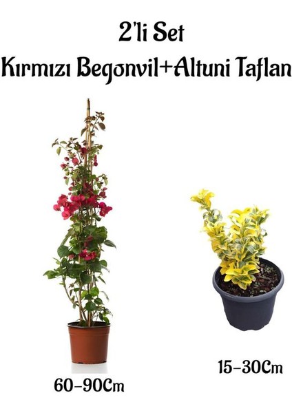 Kırmızı Renk Sarmaşık Begonvil Çiçeği+Altuni Taflan 2'li Set Dış Mekan Bitkileri