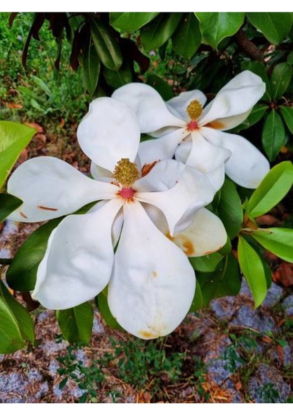 Yoğun Kokulu Manolya Ağacı Fidanı 1 Adet Saksılı/ Tüplü 50-70CM Bahçe Bitkisi fiyatları