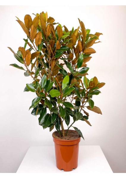 Yoğun Kokulu Manolya Ağacı Fidanı 1 Adet Saksılı/ Tüplü 50-70CM Bahçe Bitkisi modelleri