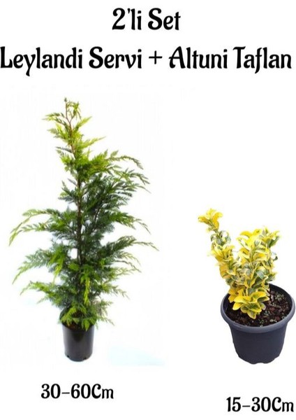 Leylandi Çam Ağacı Fidanı+Altuni Taflan Çit Bitkisi 2'li Set Dış Mekan Bitkileri