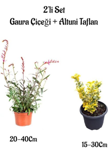 Kırmızı Renk Gaura Çiçeği+Altuni Taflan Çit Bitkisi 2'li Set Dış Mekan Bitkileri