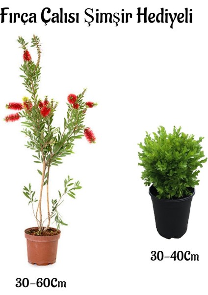 Kırmızı Renk Fırça ÇALISI(30-60CM) Çalı Şimşiri Hediyeli Dış Mekan Bitkilerli