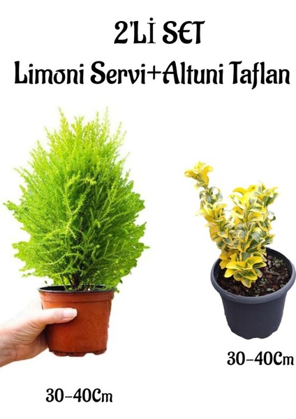 Limoni Servi FIDANI(30-40CM)+ALTUNI TAFLAN(30-40CM) 2'li Set Saksılı Bahçe Bitkisi
