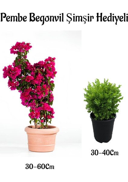 Pembe Renk Begonvil ÇIÇEĞI(30-60CM) Çalı Şimşiri Hediyeli Bahçe Bitkisi