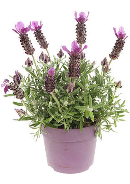 Mavi Çalı Papatyası Maviş(Felicia)+Mor Lavanta Fidanı Saksılı 2'li Set Dış Mekan Bitkisi modelleri