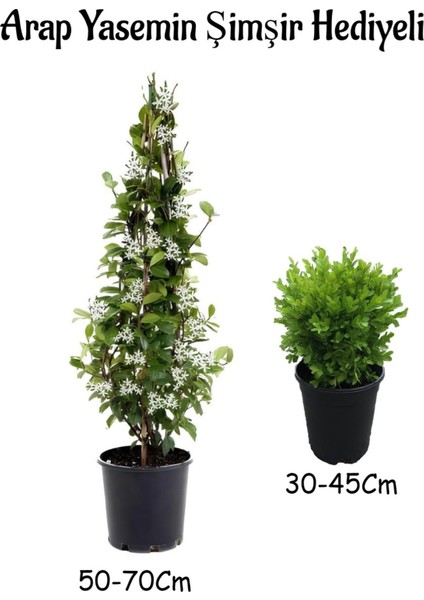 Mis Kokulu Arap Yasemin Çiçeği Fidanı Çalı Şimşiri Hediyeli Saksılı Dış Mekan Bitkileri