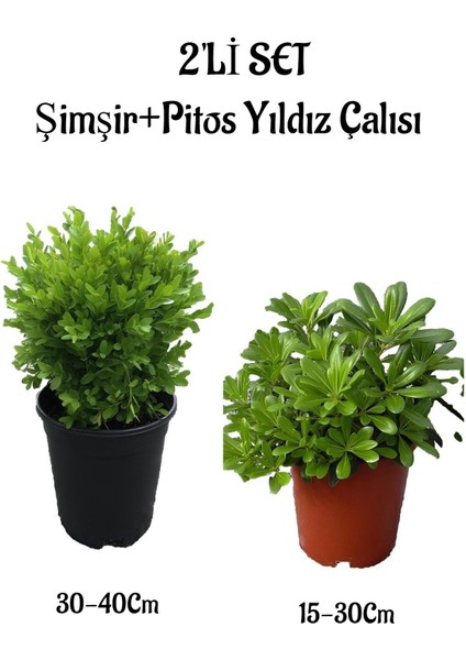 Serada Decor Plant Çalı ŞIMŞIRI(30-40CM)+PITOS Yıldız ÇALISI(15-30CM) 2'li Set Saksılı Bahçe Bitkisi