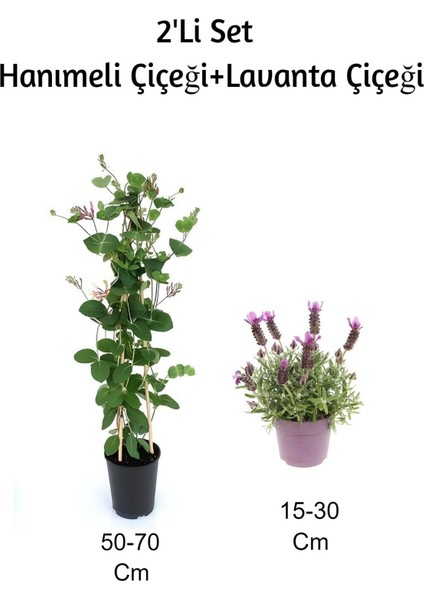 Hanımeli Çiçeği+ Lavanta Çiçeği 2'li Set Dış Mekan Bitkisi
