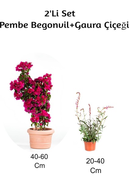 Gelin Begonvil+ Gaura Çiçeği2'li Set Dış Mekan Bitkisi (Begonvillia)