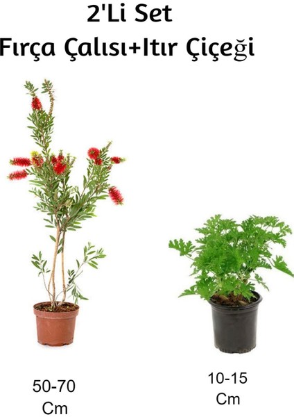 Fırça Çalısı+ Itır Çiçeği (Gül Damlası) 2'li Set Dış Mekan Bitkisi