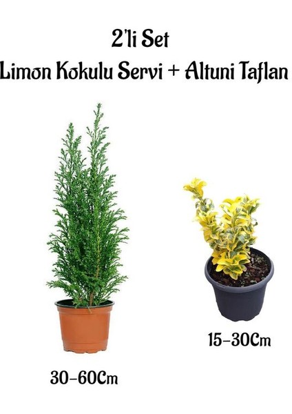 Limon Kokulu Servi Ağacı Fidanı+ Altuni Taflan 2'li Set Saksılı Dış Mekan Bitkisi