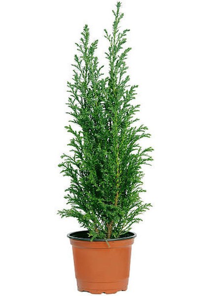 Limon Kokulu Servi Ağacı Fidanı+ Altuni Taflan 2'li Set Saksılı Dış Mekan Bitkisi fiyatları