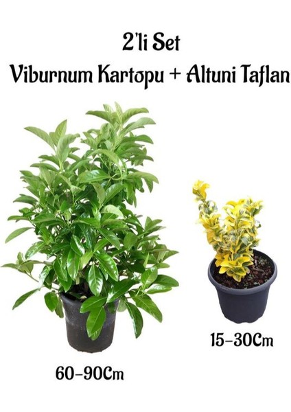 Viburnum Kartopu Çiçeği Fidanı+Altuni Taflan 2'li Bahçe Seti Dış Mekan Bitkileri