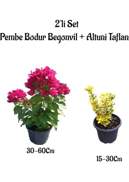 Pembe Renk Bodur Begonvil Çiçeği Fidanı+ Altuni Taflan Çit Bitkisi Saksılı Bahçe Bitkileri