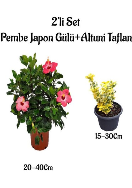 Pembe Renk Japon Gülü Çiçeği+Altuni Taflan Çit Bitkisi 2'li Set Dış Mekan Bitkileri
