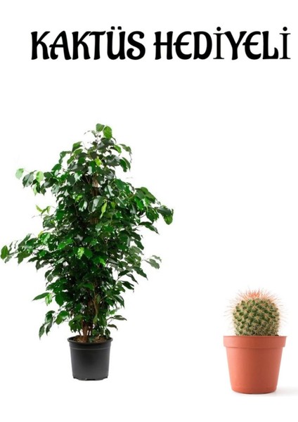 Hediyelik Yeşil Renk Benjamin Bitkisi Sevgililer Gününe Özel Kaktüs Hediyeli