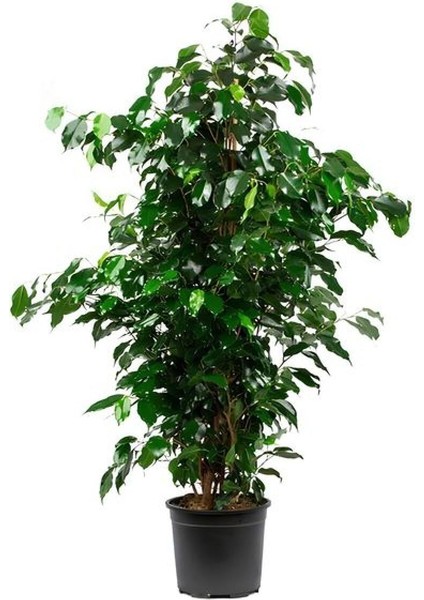 Hediyelik Yeşil Renk Benjamin Bitkisi Sevgililer Gününe Özel Kaktüs Hediyeli fiyatları