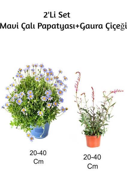 Mavi Çalı Papatyası+ Gaura Çiçeği 2'li Set Dış Mekan Bitkisi