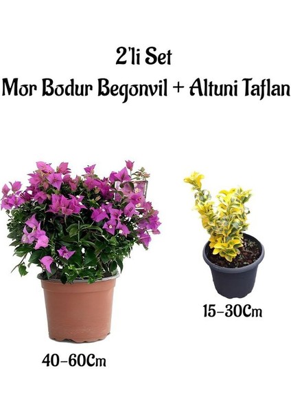 Bodur Mor Renk Begonvil Çiçeği+Altuni Taflan 2'li Set Saksılı Dış Mekan Bitkisi