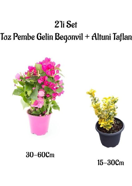 Toz Pembe Gelin Begonvil Çiçeği+ Altuni Taflan Çit Bitkisi Saksılı Bahçe Bitkisi