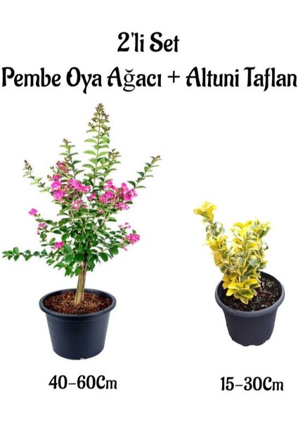 Pembe Renk Oya Ağacı Fidanı+Altuni Taflan 2'li Set Saksılı Bahçe Bitkisi