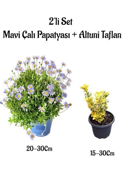 Mavi Çalı Papatyası|maviş (Felicia)+ Altuni Taflan Çit Bitkisi 2'li Set Bahçe Bitkisi