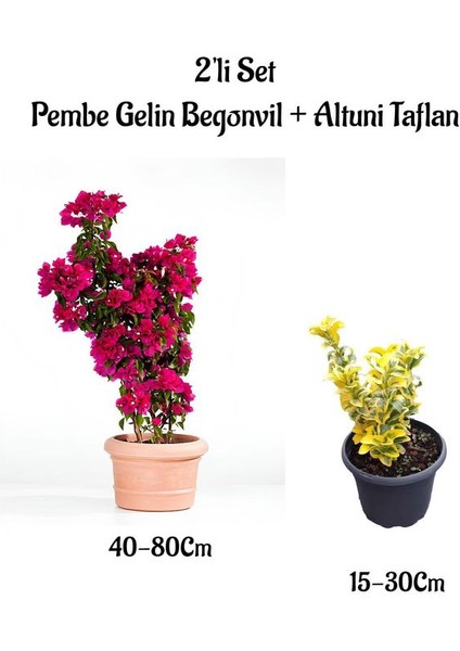Pembe Renk Gelin Begonvil Çiçeği(40-80)Cm+ Altuni Taflan Çit Bitkisi 2 'li Set