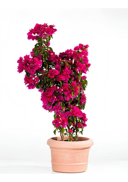 Pembe Renk Gelin Begonvil Çiçeği(40-80)Cm+ Altuni Taflan Çit Bitkisi 2 'li Set