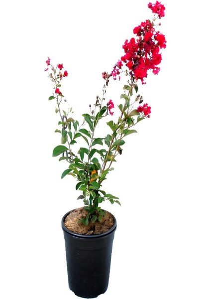 Kırmızı Renk Oya Ağacı Fidanı+Altuni Taflan 2'li Set Saksılı Bahçe Bitkisi