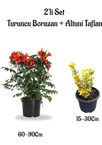 Turuncu Acem Borusu(Borazan) Çiçeği+Altuni Taflan Çit Bitkisi 2'li Set Bahçe Bitkileri