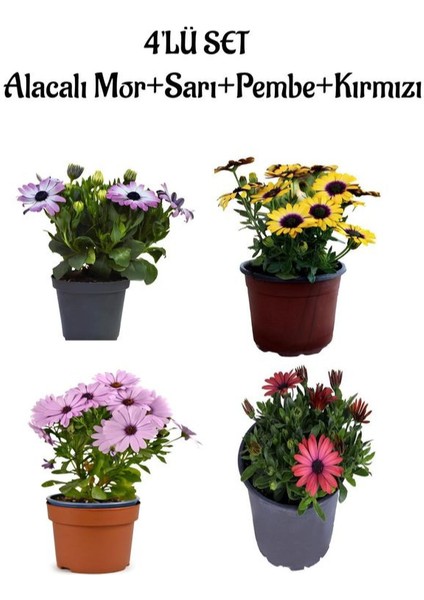 Alacalı Mor+Sarı+Pembe+Kırmızı Renk Bodrum Papatyası 4'lü Bahçe Çiçeği Seti