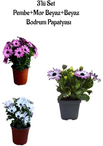 Rengarenk Pembe+Alacalı Mor+Beyaz Renk Bodrum Papatyası 3'lü Set Bahçe Bitkisi