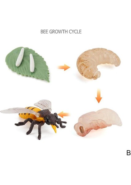 Çocuk Bilişsel Bilim Eğitimi Modeli Döngüsü Kelebek, Uğur Böceği, Tavuk Yaşam Döngüsü Heykelcik Plastik Modeller Çocuk Oyuncak (Yurt Dışından)