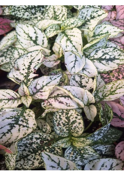 1 Adet Saksılı Pembe Hostes Çiçeği (5 10 Cm) Dış Mekan Bitkisi fiyatları