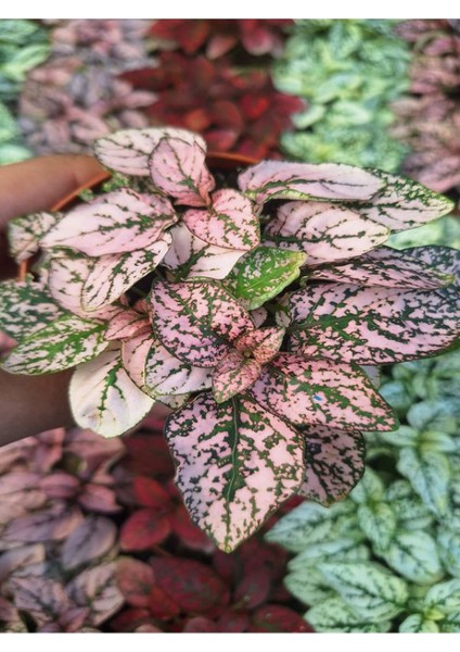 1 Adet Saksılı Kırmızı Hostes Çiçeği (5 10 Cm) Dış Mekan Bitkisi