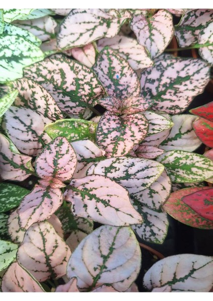 1 Adet Saksılı Kırmızı Hostes Çiçeği (5 10 Cm) Dış Mekan Bitkisi fiyatları