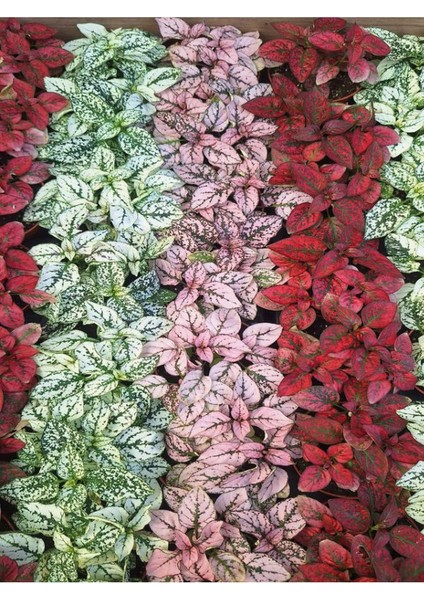 1 Adet Saksılı Kırmızı Hostes Çiçeği (5 10 Cm) Dış Mekan Bitkisi modelleri