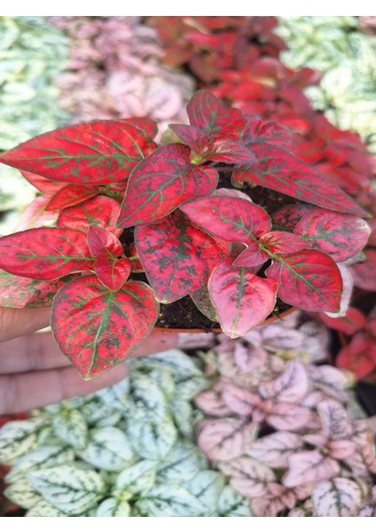 1 Adet Saksılı Pembe Hostes Çiçeği (5 10 Cm) Dış Mekan Bitkisi