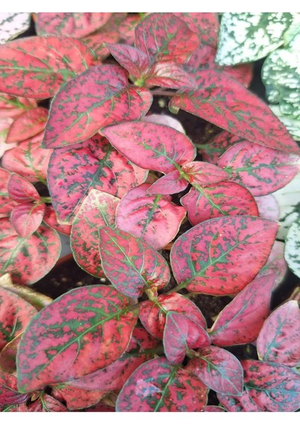 1 Adet Saksılı Pembe Hostes Çiçeği (5 10 Cm) Dış Mekan Bitkisi fiyatları