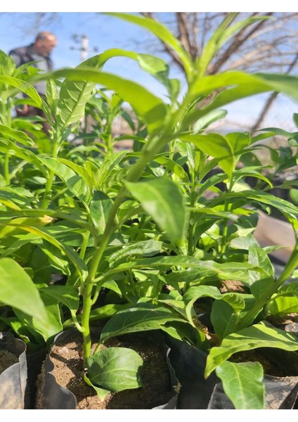 1 Adet Tüplü Mini Melisa Fidanı (10 30 Cm) Bahçe Dış Mekan Bitkisi