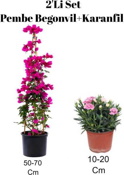 2'li Set Pembe Bahçe Çiçeği Begonvil+ Karanfil Dış Mekan Bitkisi