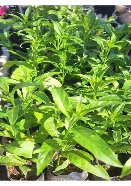 1 Adet Tüplü Mini Melisa Fidanı (10 30 Cm) Bahçe Dış Mekan Bitkisi fiyatları