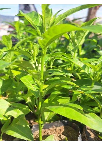 1 Adet Tüplü Mini Melisa Fidanı (10 30 Cm) Bahçe Dış Mekan Bitkisi modelleri