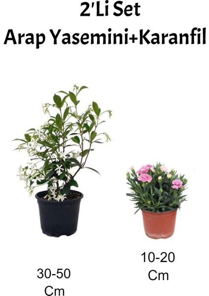 2'li Set Arap Yasemini+ Pembe Karanfil Çiçeği Dış Mekan Bitkisi